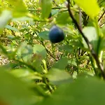 Szachowy Apartman Rydzewo